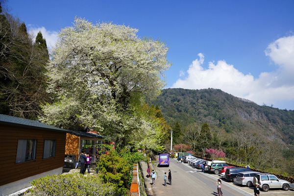 雾社山庄繁花似锦