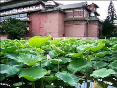 台北植物园-荷花池