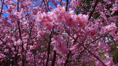 武陵农场-樱花