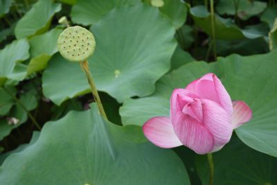 白河莲花-白河莲花一景