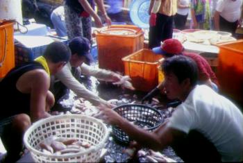 大溪渔港-辛勤工作的渔贩