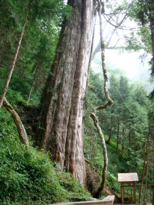 中国历代神木园区(栖兰神木园)-6号神木-约西元前551年(孔子年代)